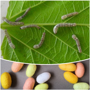 蚕宝宝天然彩茧蚕活蚕小蚕蚕卵养蚕套装金丝蚕新鲜桑叶结彩色蚕茧