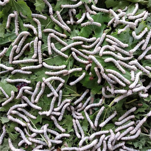 活蚕小蚕二三龄蚕宝宝活体学生养蚕套装新鲜桑叶桑蚕春蚕白蚕包活