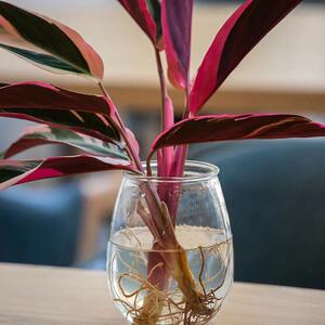 凤凰羽水培植物室内绿植彩虹羽花卉盆栽富贵竹芋好养x客厅桌面四