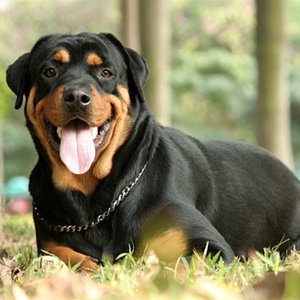 纯种罗威纳幼犬活体大头德美系大型犬防爆犬护卫猎犬家养罗威纳狗