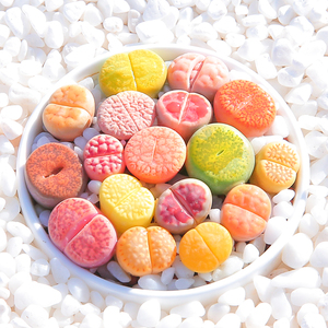 超大颗巨无霸 种荚开花 多肉植物石生花 屁股花石头花linyao