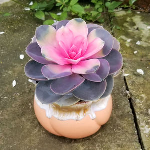 【多肉红心莲锦】多肉红心莲锦品牌,价格 - 阿里巴巴