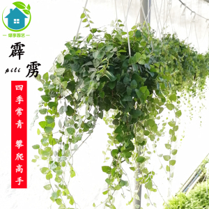 霹雳盆栽霹荔花苗四季常青爬藤植物阳台室内绿植净化空气吸甲醛