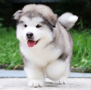 无偿领养出售纯种阿拉斯加幼犬活体熊版阿拉斯加雪橇犬宠物幼犬狗