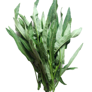 绿源禾心 新鲜空心菜 绿叶青菜宝宝辅食现摘现发 约500g