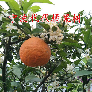 00木赫清瑞苗木淘宝代代花泡茶酸橙玳玳橘回青橙代代果树苗果苗桔苗