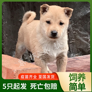 纯种广西土狗苗笨狗苗中华田园犬幼犬杂交改良肉狗苗大型食用狗苗
