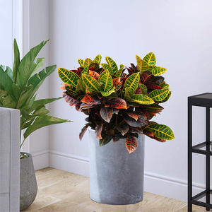 变叶木彩叶变色木植物招财盆栽室内办公室客厅阳台净化空气同城送