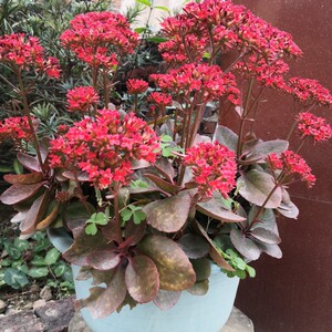 爱途适餐具旗舰店天猫凤尾宫灯长寿花盆栽重瓣大花室内植物新品种