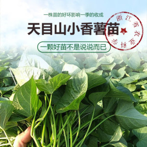 临安小香薯苗种50送10正宗心香番薯苗浙江农科院授权单位