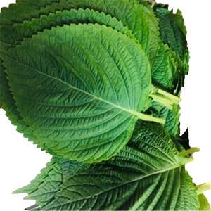 新鲜苏子叶 苏子叶绿紫苏叶 新鲜蔬菜烤肉叶料理叶烤肉 500g