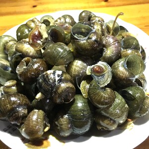 餐饮生鲜 水产海鲜 贝类 田螺去尾
