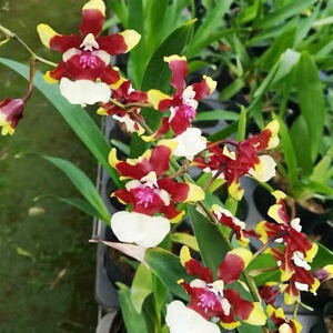 三色香水文心兰巧克力文心香水美人自带巧克力香味室内植物带花剑