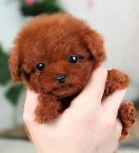 纯种泰迪幼犬小型犬红棕色灰色泰迪犬贵宾比熊博美茶杯犬宠物活体