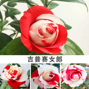 茶花吉普赛女郎