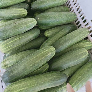 旱黄瓜福建蔬菜生吃土福建当季脆嫩刺青瓜农家新鲜孕妇水果1-5斤