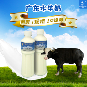 顺德新鲜水牛奶现挤全脂牛奶孕妇双皮奶姜撞奶500g五瓶起早餐牛奶