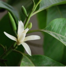 植本如初    白玉兰叶精油10ml  熏香净化空气,感受森林的气息