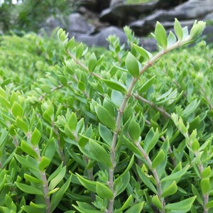 贵州新鲜垂盆草盆栽观及食用中药材植物庭院花卉书房客厅好评如潮