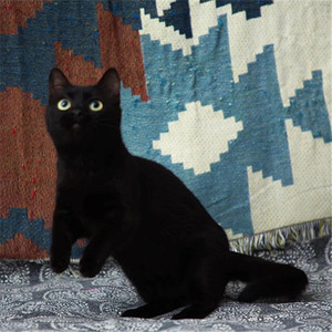 赛级英短纯黑孟买小黑猫招财猫咪活体宠物黑色玄猫黑煤球矮脚猫