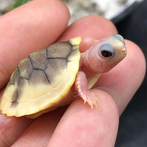 变巴变异巴西龟苗龟碌子魔眼奶油焦糖黄金大奶焦公母压成鱼缸宠物