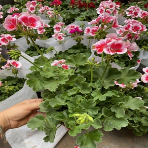 白飞溅天竺葵盆栽四季开花好养活多年生花期长