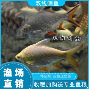 双线侧观赏鱼