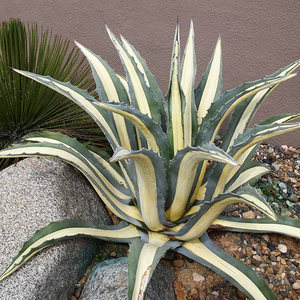 植物员外那智之光黄中斑龙舌兰沙生造景绿植花卉多肉植物盆栽