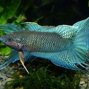 中国斗鱼 越黑 黑叉 蓝型越黑 hk 普叉 蓝叉 越黑母鱼 叉尾斗鱼