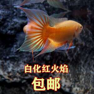 斗鱼 蓝叉 普叉 越黑黑叉 中班 原生蓝火焰红火焰蓝火焰包邮sherry