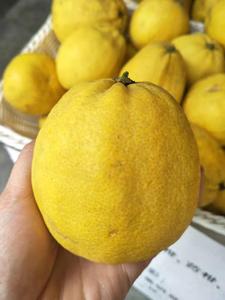 黄金果农家种植自然生长药柑又名臭皮柑葵柑味酸皮苦乐山自种柑橘