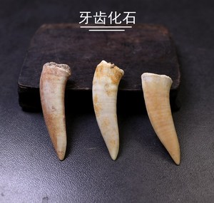 鱼牙化石