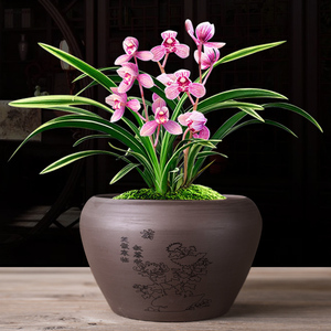 紫砂花盆清仓特价小兰花君子兰盆专用特大号盆景精品兰草托盘陶瓷