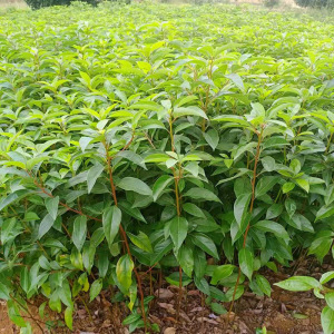 香樟树苗四季常青驱蚊树小叶香樟苗龙脑樟大树盆栽地栽南北方种植