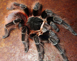 玻利维亚红尾足展9-20厘米公母活体宠物捕鸟蜘蛛轻松上20厘米