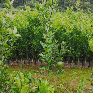明日见嫁接柑橘苗 新品种橘子树苗果苗 四川晚熟果树苗木柑桔苗