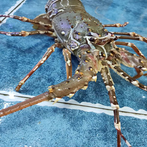 001人付款淘宝鲜活大青龙海鲜刺身澳洲大龙虾澳龙花龙小青龙虾过称