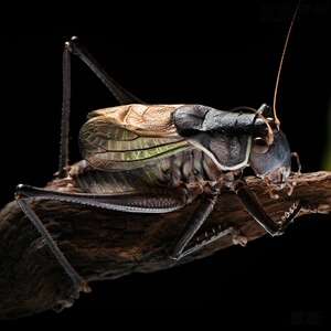 蝈蝈活鸣虫新脱夏蝈蝈天津名蚡房扎嘴吉尔山青翡翠绿蝈蝈