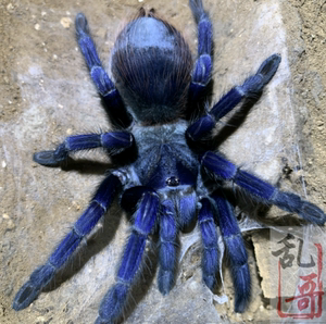000人付款淘宝体手推荐巴西大蓝蛛宠物蓝色系温顺活体好栖地养蜘蛛稳y
