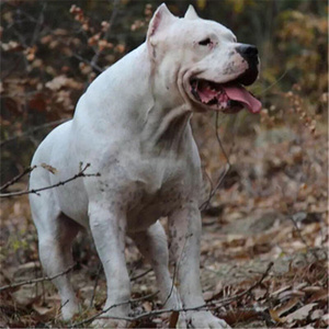 杜高幼犬活体纯种纯白海盗眼大型猛犬看家护院猎犬野猪克星打斗犬
