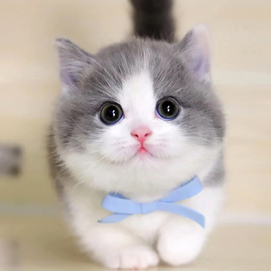 米努特短腿猫