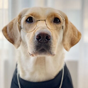 狗狗墨镜小型犬眼镜大型犬眼镜装饰拍照拉布拉多眼镜1