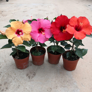 云南昆明斗南花卉市场基地直批丹麦大花木槿盆栽红黄粉无穷花庭院