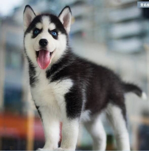 合肥纯种哈士奇三把火双蓝眼二哈雪橇犬活体幼犬宠物狗