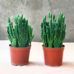 超大万重山老桩镇宅植物盆栽含盆带土栽好办公绿植室内防辐射包邮