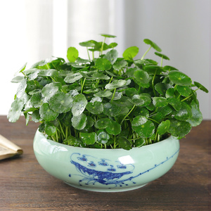 招财大叶铜钱草水培植物室内水养花水生四季鱼缸水栽花卉盆栽好养