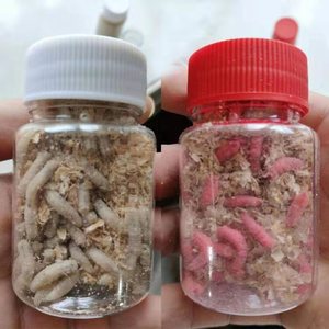 红蛆活饵肉蛆活饵垂钓鱼活虫蝇蛆蛆牙子红虫鲜蛆蛆虫饲料包邮野钓