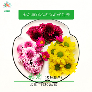 彩菊新鲜小黄菊紫雏菊酒店冷艺摆盘装饰鲜花 雏菊 绿球菊 迷你菊