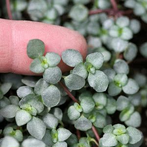 灰绿冷水花洛库bb草迷你小盆栽ins风观叶垂吊兰植物耐热12cm简易