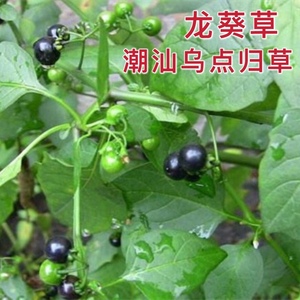 龙葵草新鲜天然 中草药潮汕乌点归 白花菜天茄子黑天苦葵整棵包邮